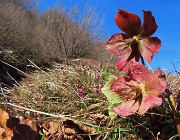 24 Helleborus niger (Elleboro) in fruttescenza